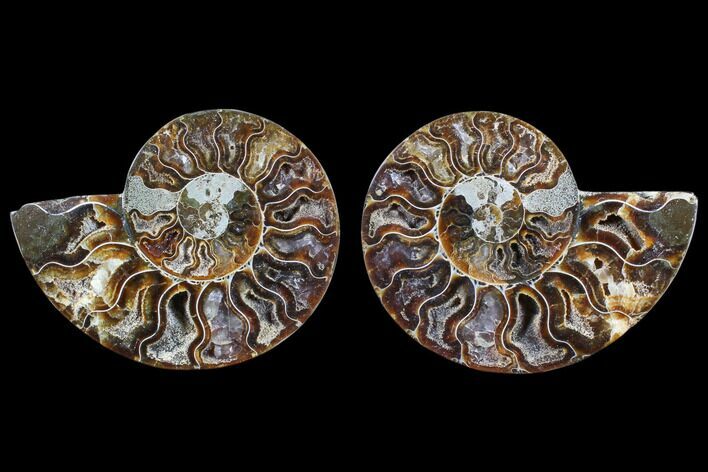 Cut & Polished Ammonite Fossil - Agatized #82303